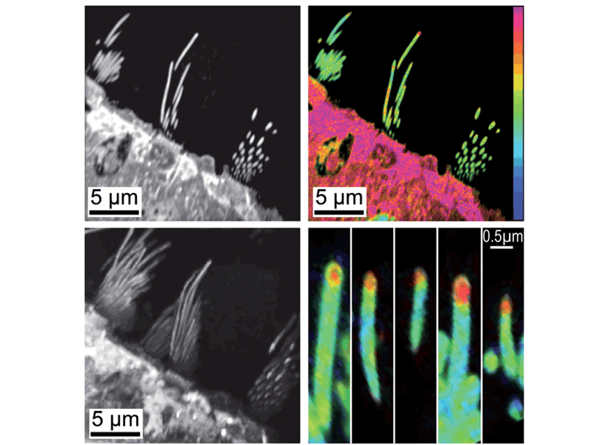 nanosims-stereocillia.png