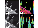 nanosims-stereocillia.png